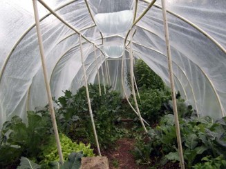 collapsed hoop house