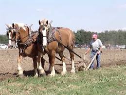 horse plow